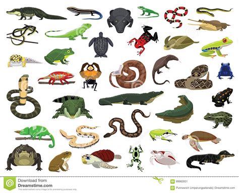 Various Reptile And Amphibian Vector Illustration Stock ...