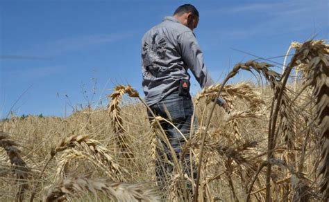 Vaticinan bajos precios para la cosecha de trigo