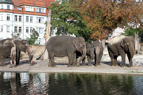 VdZ   Verband der Zoologischen Gärten e.V.: Leipzig: Berliner Elefanten ...