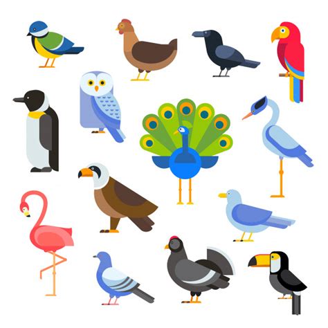 Vector conjunto de aves ilustración aislada | Vector Premium