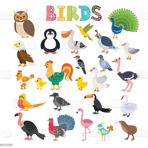 Vector Illustration Of Different Kind Of Birds Stock ...