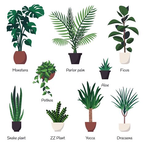Vector set of various common indoor ornamental plants with ...