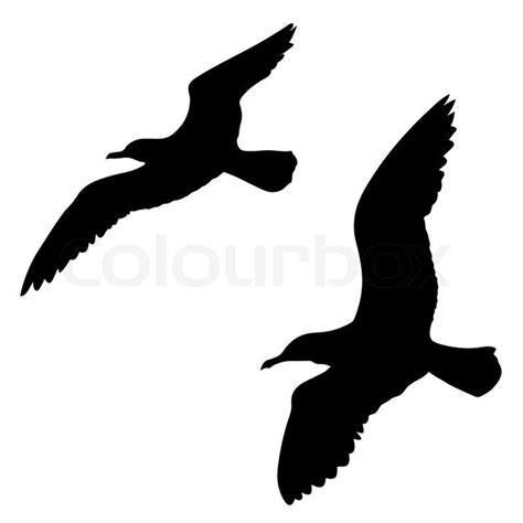Vector silhouette of the sea gull on white background | Vector ...