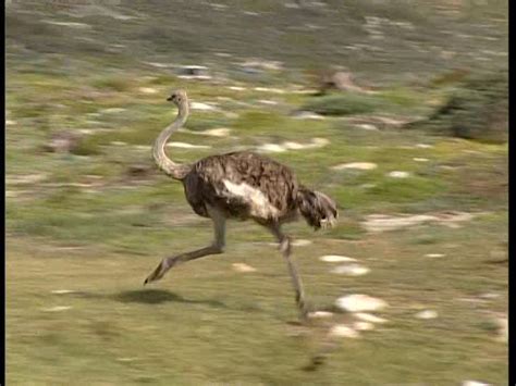 Velocidad de avestruz: Descubre por qué corre tan rápido