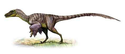 Velociraptor: com era fatto davvero?   Focus Junior