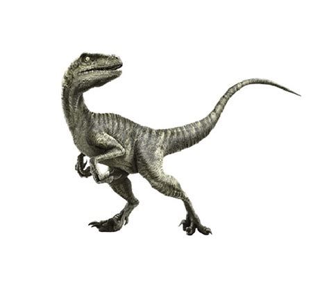 Velociraptor | Extinct Animals