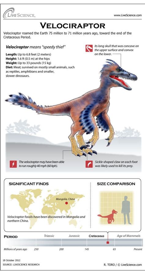 Velociraptor: Facts About the  Speedy Thief  in 2020 ...