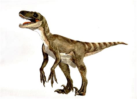 velociraptor facts feathers – Dinosaurs Pictures and Facts