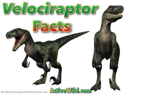 Velociraptor Facts for Kids, Students & Adults With ...