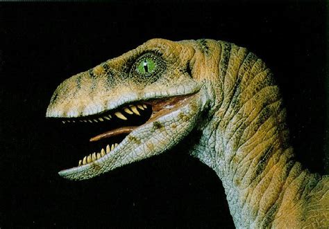 Velociraptor Pictures & Facts   The Dinosaur Database