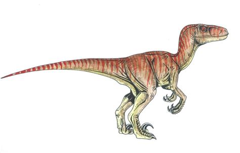 Velociraptor Pictures & Facts   The Dinosaur Database