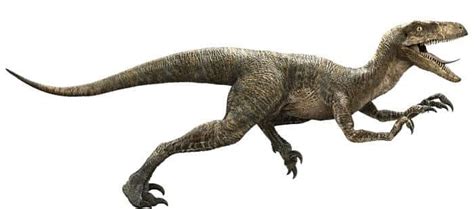 Velociraptor: un ladrón rápido y feroz – Dinosaurios