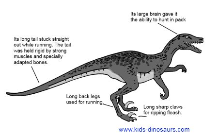 Velociraptors   Facts for Kids