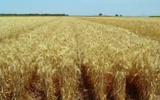 Ven factible el reducir área del cultivo de trigo | Panorama Agrario