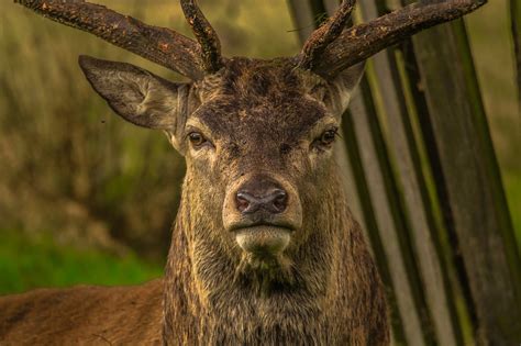 ¿Venado  N ? Un ciervo le robó su rifle a un cazador en República Checa