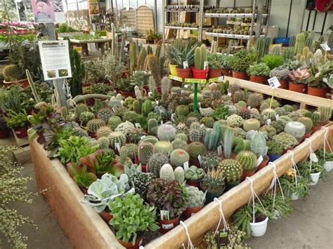 Venda de cactus a Barcelona | Garden Center Catalunya ...