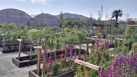 Venda de Plantes Enfiladisses a Barcelona   Garden ...