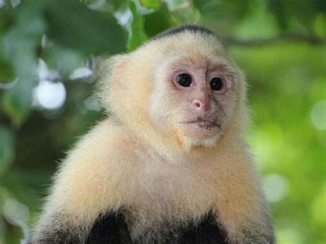Venden mono capuchino en Facebook y hasta en Tepito