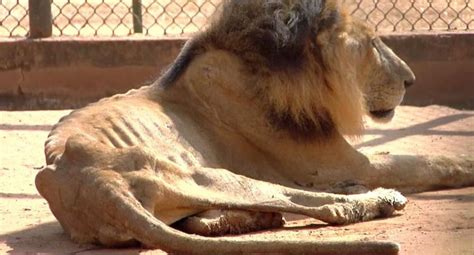 Venezuela: Animales mueren de hambre en zoológico de Zulia ...
