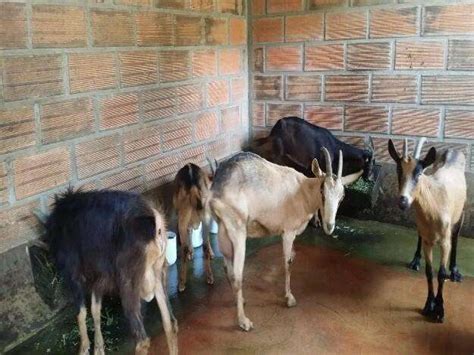 Venta de cabras lecheras y cabros en Medellín Animales ...