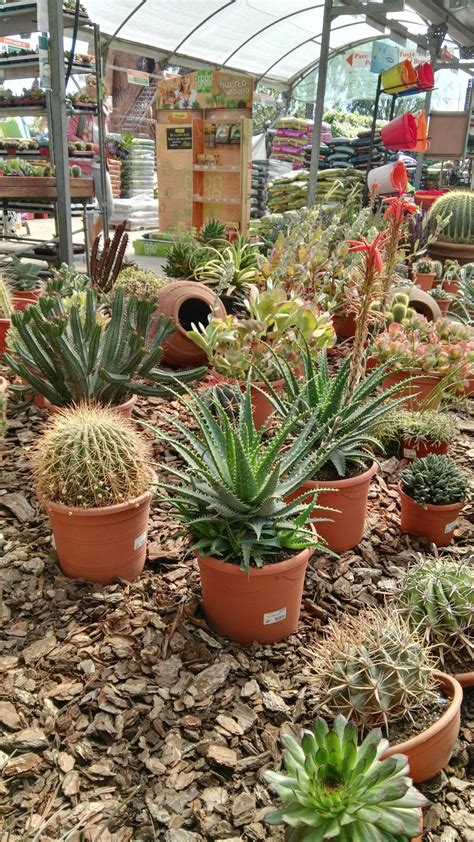 Venta de Cactus en Barcelona | Garden Catalunya Plants ...