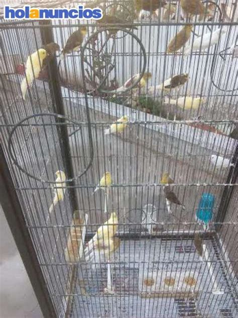 VENTA DE CANARIO TIMBRADO ESPAÑOL 3   Pájaros y aves