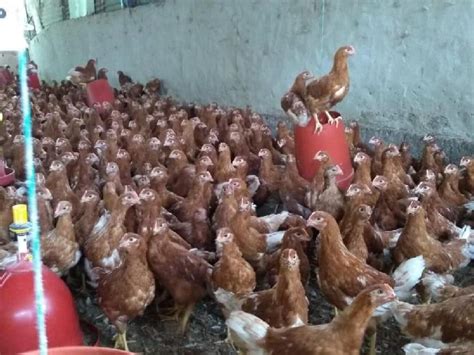 Venta de gallinas ponedoras hy line octubre en El Colegio | Clasf animales