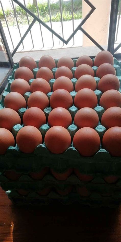 Venta de huevos por mayor y menor | Anuncio Clasificado ¡Gratis ...