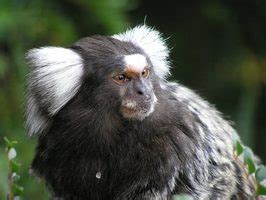 Venta de Mascotas Exóticas Legales en México: Monos Tití