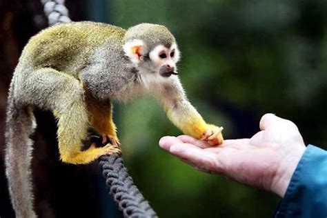 Venta de Mascotas Exóticas Legales en México: Monos Tití