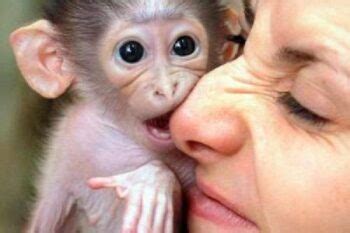 Venta de Monos Capuchino en Austin, Texas   Bebes de ...