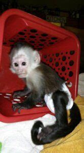 Venta de Monos en Estados Unidos   Monos Domesticos Bebes