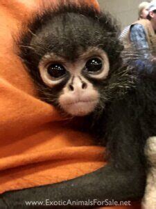 Venta de Monos en Estados Unidos   Monos Domesticos Bebes