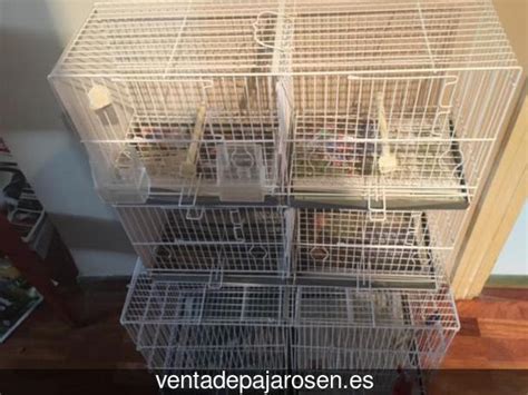 Venta de pajaros en Alcalá de Henares , Madrid Venta De ...