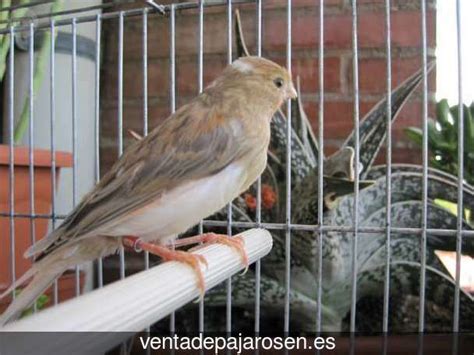 Venta de pajaros en Aldea del Fresno , Madrid Venta De ...