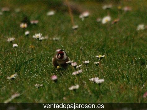 Venta de pajaros en Buitrago del Lozoya , Madrid Venta ...