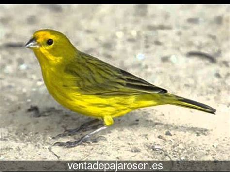 Venta de pajaros en Cambados , Pontevedra Venta De Pajaros