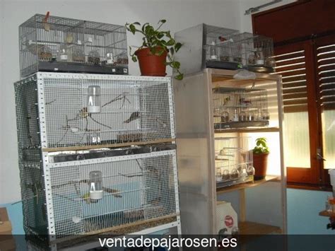 Venta de pajaros en Madrid , Madrid Venta De Pajaros