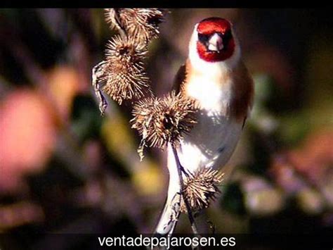 Venta de pajaros en Parla , Madrid Venta De Pajaros