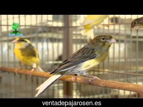 Venta de pajaros en Rivas Vaciamadrid , Madrid Venta De ...