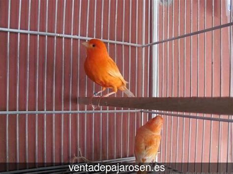 Venta de pajaros en San Sebastián de los Reyes , Madrid ...