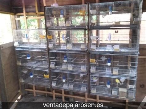 Venta de pajaros en Santos de la Humosa , Madrid Venta ...