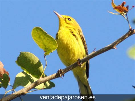 Venta de pajaros en Torrejón de Ardoz , Madrid Venta De ...