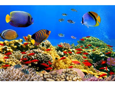 Venta de peces de acuario online tropicales y agua dulce