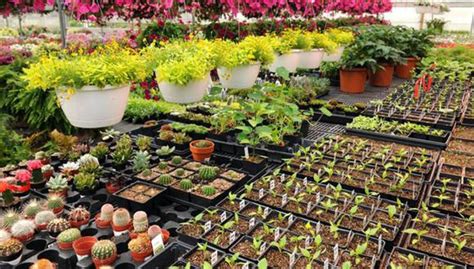 Venta de plantas de interiores permite a viveros superar efectos de ...