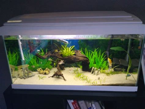 Venta   Venta acuario 80 litros 100€, Madrid | PortalPez, acuarios ...