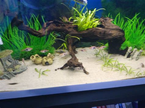 Venta Venta acuario 80 litros 100€, Madrid | PortalPez, acuarios ...