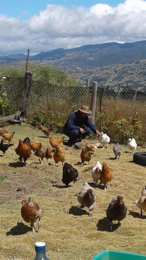 Ventas de gallinas criollas campesinas puras  | Posot Class