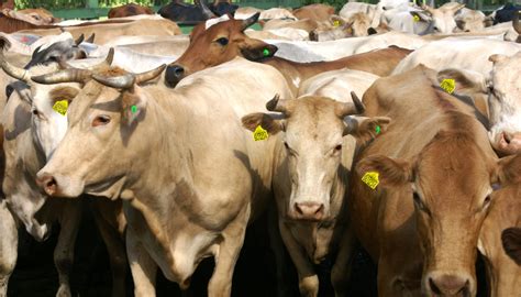 Veracruz exportó a EE.UU. cinco mil 676 cabezas de ganado ...