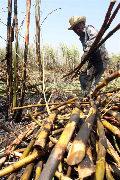 Veracruz, líder en producción de caña de azúcar | Hora Cero